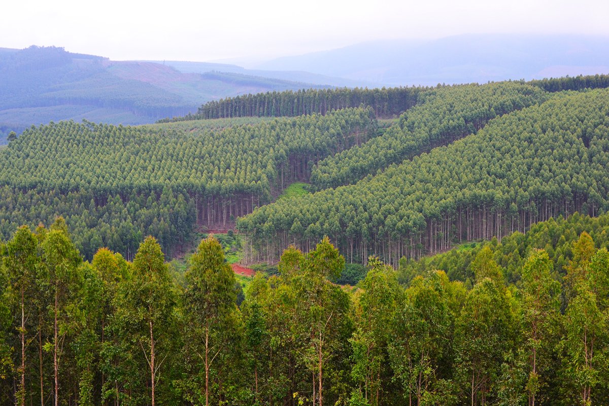Managed forest landscape
